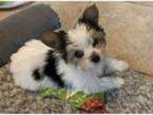 Yorkshire Terrier Puppy for sale in Santa Fe, TX, USA