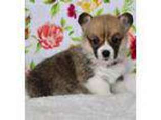 Pembroke Welsh Corgi Puppy for sale in Coffeyville, KS, USA