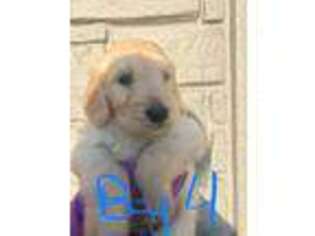 Goldendoodle Puppy for sale in Canton, MI, USA