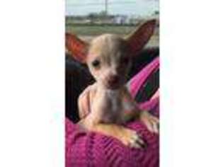 Chihuahua Puppy for sale in College Station, TX, USA
