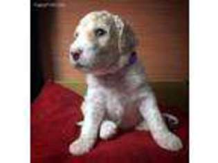 Labradoodle Puppy for sale in Berrien Springs, MI, USA