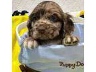 Cocker Spaniel Puppy for sale in Athens, WI, USA