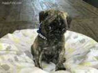 Pug Puppy for sale in Lake Forest, CA, USA