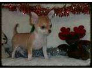 Chihuahua Puppy for sale in Newport News, VA, USA