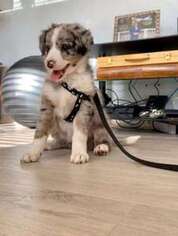 Mutt Puppy for sale in Vancouver, British Columbia, Canada