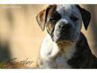 Olde English Bulldogge Puppy for sale in Winter Park, FL, USA