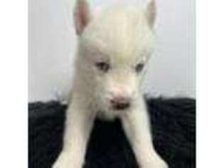 Siberian Husky Puppy for sale in Columbus, GA, USA