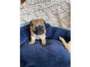 Mutt Puppy for sale in Great Falls, VA, USA