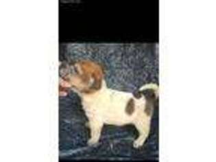 Mutt Puppy for sale in Adkins, TX, USA