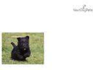 Scottish Terrier Puppy for sale in Indianapolis, IN, USA