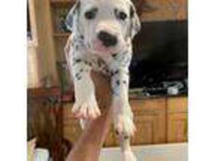 Dalmatian Puppy for sale in Fort Lauderdale, FL, USA