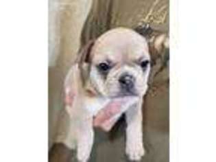 French Bulldog Puppy for sale in Eagar, AZ, USA