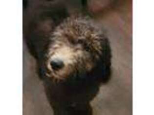 Labradoodle Puppy for sale in Darlington, SC, USA