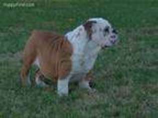 Bulldog Puppy for sale in Pierce City, MO, USA