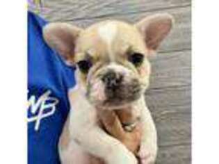 French Bulldog Puppy for sale in Richmond, KY, USA