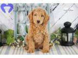 Goldendoodle Puppy for sale in South Bend, IN, USA