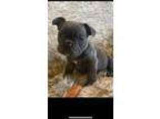 French Bulldog Puppy for sale in Pleasant Shade, TN, USA