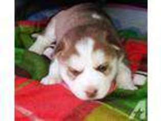 Siberian Husky Puppy for sale in UNION, MO, USA