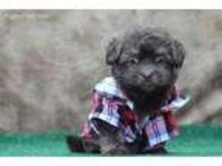 Havanese Puppy for sale in Morrilton, AR, USA