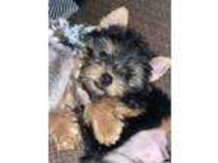 Yorkshire Terrier Puppy for sale in Portales, NM, USA