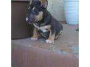 Bull Terrier Puppy for sale in Chowchilla, CA, USA