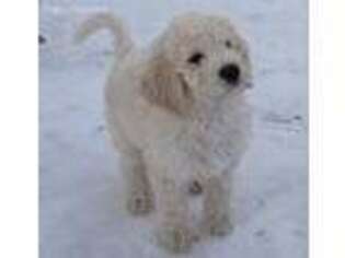 Labradoodle Puppy for sale in Bad Axe, MI, USA