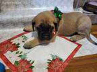 Mastiff Puppy for sale in Grabill, IN, USA