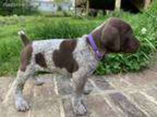 German Shorthaired Pointer Puppy for sale in Cullman, AL, USA