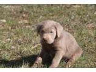 Labrador Retriever Puppy for sale in Strafford, MO, USA