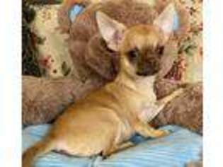 Chihuahua Puppy for sale in Allentown, PA, USA
