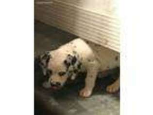 Dalmatian Puppy for sale in Lafayette, LA, USA