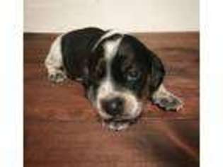 Beagle Puppy for sale in Ridge, NY, USA