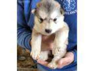 Alaskan Malamute Puppy for sale in Beavertown, PA, USA
