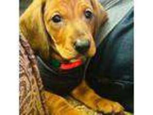 Dachshund Puppy for sale in Taunton, MA, USA