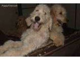 Goldendoodle Puppy for sale in Sulphur Springs, TX, USA