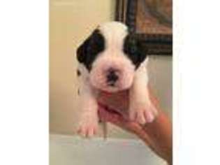 Saint Bernard Puppy for sale in Geigertown, PA, USA