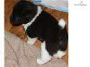 Akita Puppy for sale in Syracuse, NY, USA