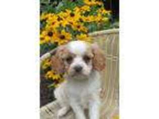 Cavachon Puppy for sale in Reinholds, PA, USA