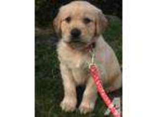 Golden Retriever Puppy for sale in WOODINVILLE, WA, USA
