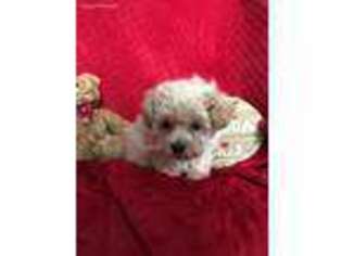 Mutt Puppy for sale in Altoona, IA, USA