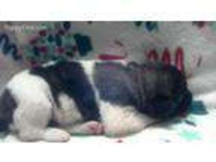 Akita Puppy for sale in Little Plymouth, VA, USA
