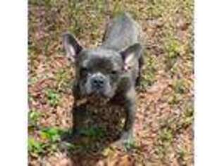 French Bulldog Puppy for sale in Branford, FL, USA