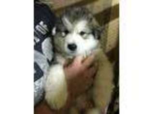 Alaskan Malamute Puppy for sale in Blanchester, OH, USA