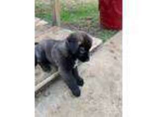 Newfoundland Puppy for sale in Woodland, MS, USA