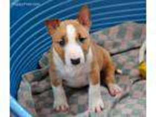 Bull Terrier Puppy for sale in Jackson, WY, USA