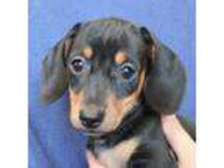 Dachshund Puppy for sale in Burlington, CO, USA