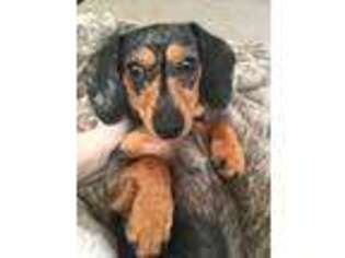 Dachshund Puppy for sale in Battle Creek, MI, USA