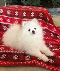 Pomeranian Puppy for sale in Tremont, IL, USA