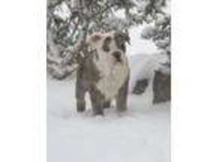 Olde English Bulldogge Puppy for sale in Estancia, NM, USA