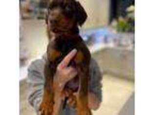 Doberman Pinscher Puppy for sale in Blanchard, MI, USA